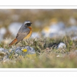 Rougequeue à front blanc (Phoenicurus phoenicurus - Common Redstart)