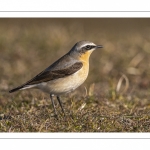 Traquet motteux (Oenanthe oenanthe - Northern Wheatear)