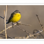 Bergeronnette printanière (Motacilla flava - Western Yellow Wagtail)