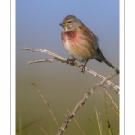 Linotte mélodieuse (Linaria cannabina - Common Linnet)