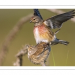 Linotte mélodieuse (Linaria cannabina - Common Linnet)