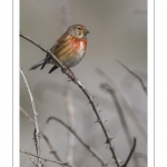 Linotte mélodieuse (Linaria cannabina - Common Linnet)