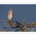 Linotte mélodieuse (Linaria cannabina - Common Linnet)