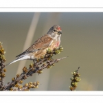 Linotte mélodieuse (Linaria cannabina - Common Linnet)