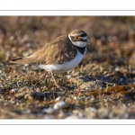 Petit Gravelot Pluvier petit-gravelot (Charadrius dubius - Little Ringed Plover)