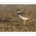 Petit Gravelot Pluvier petit-gravelot (Charadrius dubius - Little Ringed Plover)