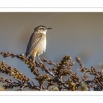 Phragmite des joncs (Acrocephalus schoenobaenus - Sedge Warbler)