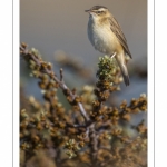 Phragmite des joncs (Acrocephalus schoenobaenus - Sedge Warbler)