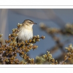 Phragmite des joncs (Acrocephalus schoenobaenus - Sedge Warbler)