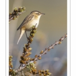 Phragmite des joncs (Acrocephalus schoenobaenus - Sedge Warbler)