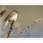 Phragmite des joncs (Acrocephalus schoenobaenus - Sedge Warbler)