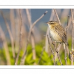 Phragmite des joncs (Acrocephalus schoenobaenus - Sedge Warbler)