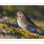 Pipit farlouse (Anthus pratensis - Meadow Pipit)