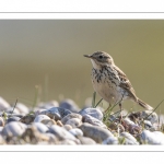 Pipit farlouse (Anthus pratensis - Meadow Pipit)