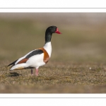 Tadorne de Belon (Tadorna tadorna - Common Shelduck)