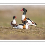 Tadorne de Belon (Tadorna tadorna - Common Shelduck)