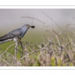 Coucou gris (Cuculus canorus - Common Cuckoo)