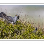 Coucou gris (Cuculus canorus - Common Cuckoo)