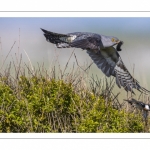 Coucou gris (Cuculus canorus - Common Cuckoo)