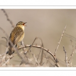 Phragmite des joncs (Acrocephalus schoenobaenus - Sedge Warbler)