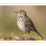 Pipit farlouse (Anthus pratensis - Meadow Pipit)