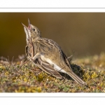 Pipit farlouse (Anthus pratensis - Meadow Pipit)