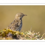 Pipit farlouse (Anthus pratensis - Meadow Pipit)