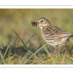 Pipit farlouse (Anthus pratensis - Meadow Pipit)