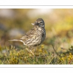 Pipit farlouse (Anthus pratensis - Meadow Pipit)