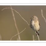 Linotte mélodieuse (Linaria cannabina - Common Linnet)