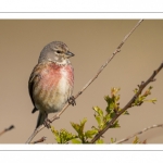 Linotte mélodieuse (Linaria cannabina - Common Linnet)