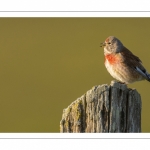 Linotte mélodieuse (Linaria cannabina - Common Linnet)