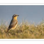 Traquet motteux (Oenanthe oenanthe - Northern Wheatear)