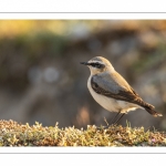 Traquet motteux (Oenanthe oenanthe - Northern Wheatear)