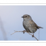 Accenteur mouchet (Prunella modularis - Dunnock)