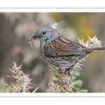 Accenteur mouchet (Prunella modularis - Dunnock)