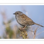 Accenteur mouchet (Prunella modularis - Dunnock)