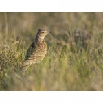 Alouette des champs (Alauda arvensis, Eurasian Skylark)