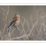 Linotte mélodieuse (Linaria cannabina - Common Linnet)