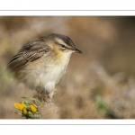 Phragmite des joncs (Acrocephalus schoenobaenus - Sedge Warbler)