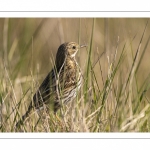 Pipit farlouse (Anthus pratensis - Meadow Pipit)