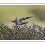 Coucou gris (Cuculus canorus - Common Cuckoo)