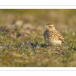 Alouette des champs (Alauda arvensis, Eurasian Skylark)