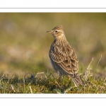 Alouette des champs (Alauda arvensis, Eurasian Skylark)