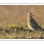 Alouette des champs (Alauda arvensis, Eurasian Skylark)