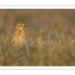 Alouette des champs (Alauda arvensis, Eurasian Skylark)