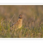 Alouette des champs (Alauda arvensis, Eurasian Skylark)