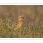 Alouette des champs (Alauda arvensis, Eurasian Skylark)