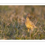 Alouette des champs (Alauda arvensis, Eurasian Skylark)