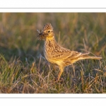 Alouette des champs (Alauda arvensis, Eurasian Skylark)